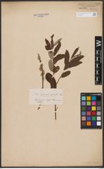 Salix aurita L. x Salix viminalis L.